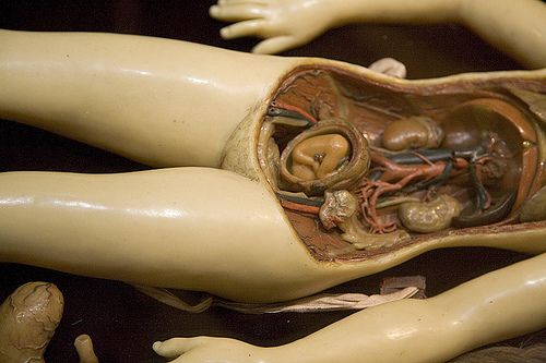 Anatomical sculptures