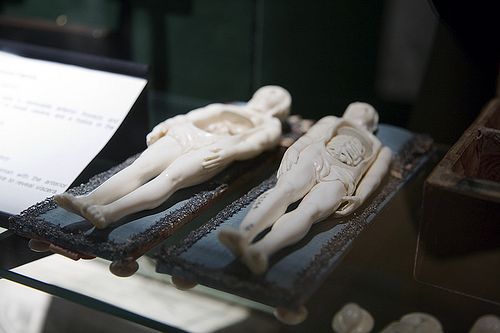 Anatomical sculptures