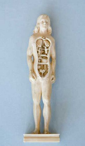 Anatomical sculptures