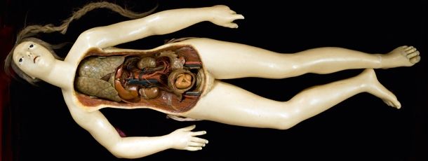 Anatomical sculptures