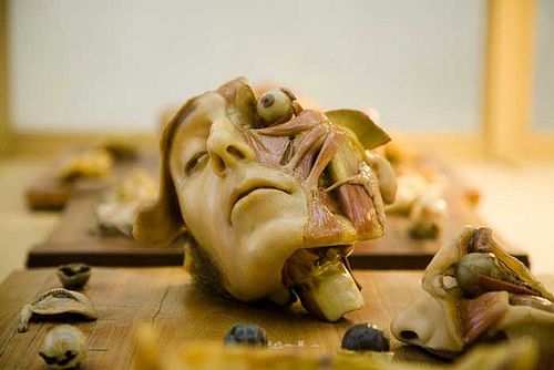 Anatomical sculptures