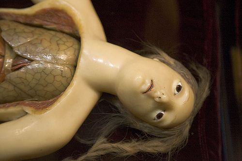 Anatomical sculptures