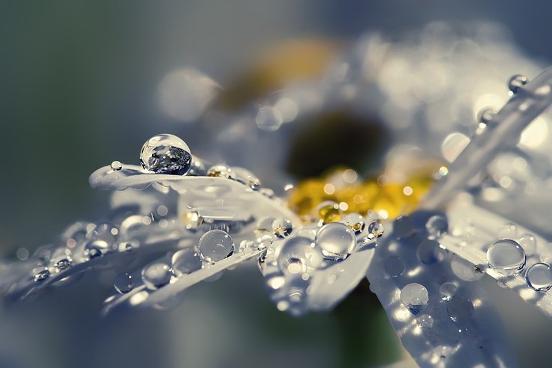 macro photography
