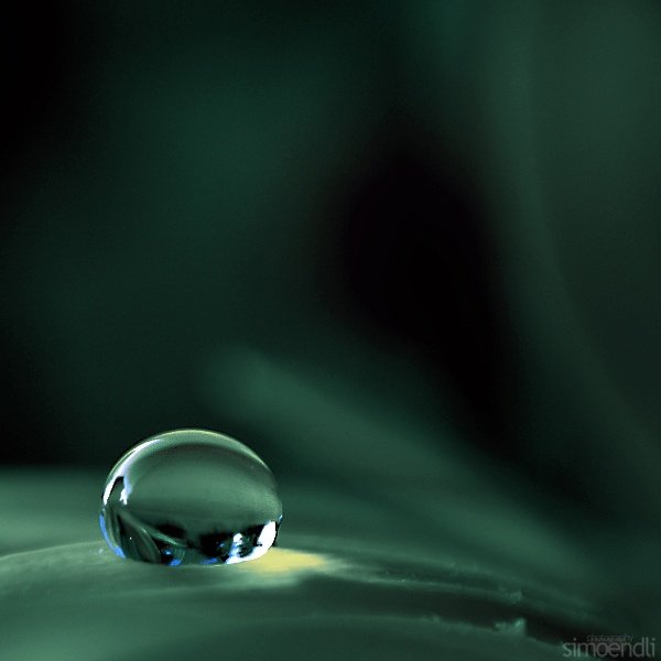 macro photography