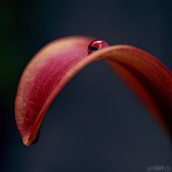 macro photography