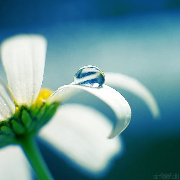 macro photography
