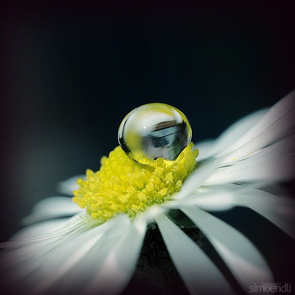 macro photography