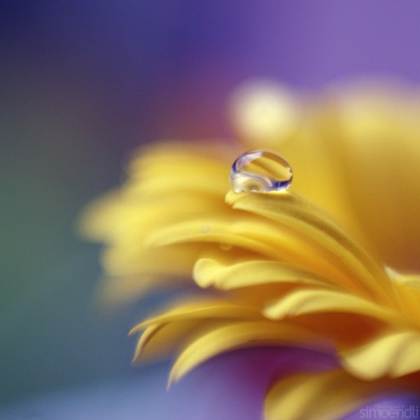 macro photography