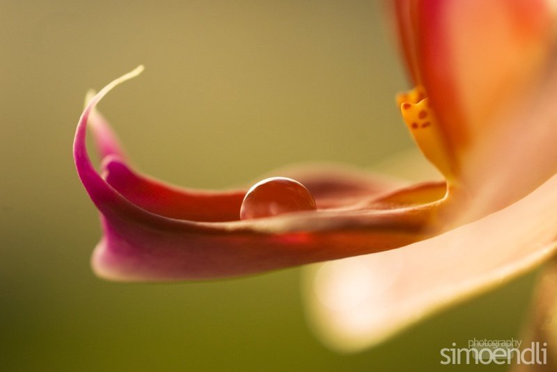 macro photography