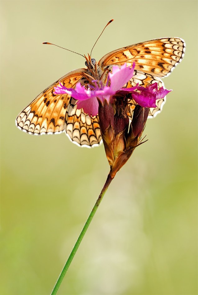 macro photography