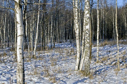 Photos by Dmitry Medvedev, president of Russia