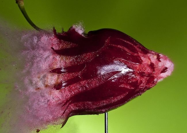 High-speed photography art with Nikon D40