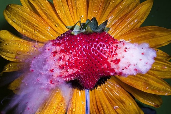 High-speed photography art with Nikon D40