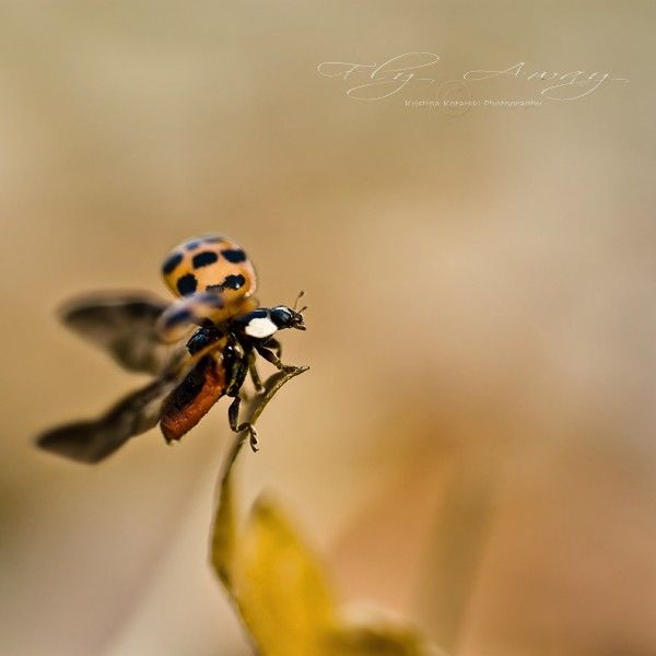 Fine art photography by Kristina Kotarski