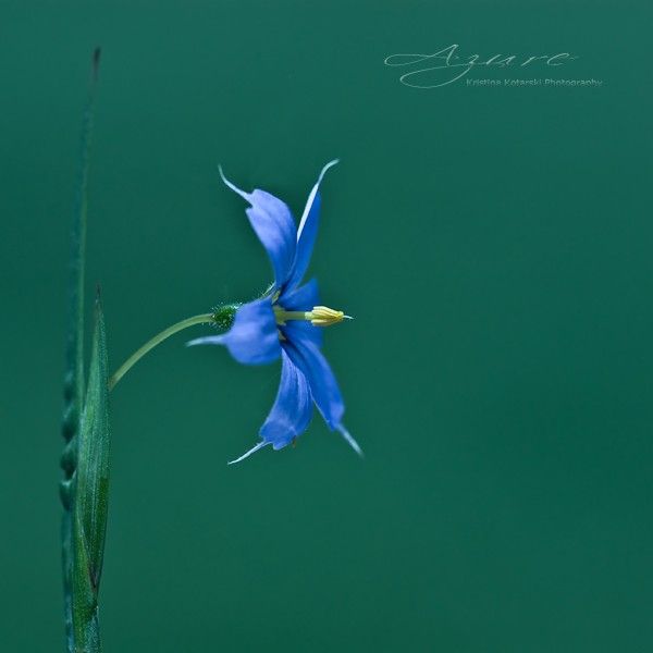 Fine art photography by Kristina Kotarski