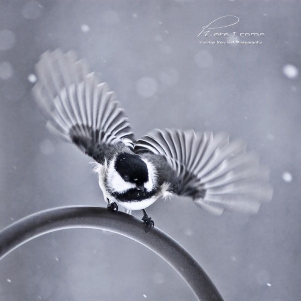 Fine art photography by Kristina Kotarski