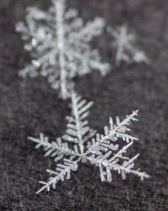 snow flakes