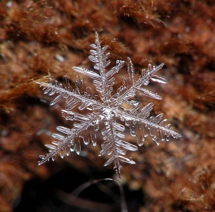 snow flakes