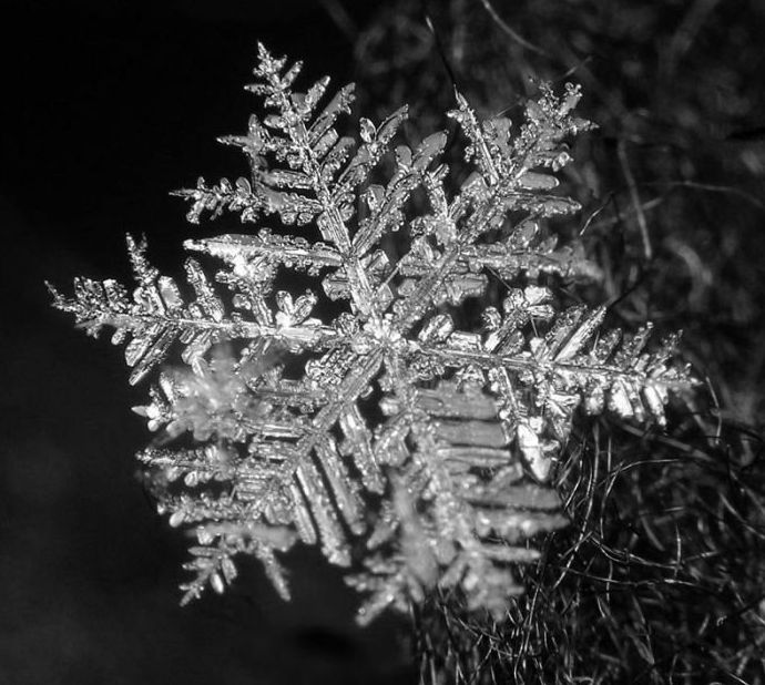 snow flakes