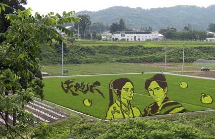 japanese rice pictures