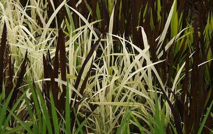 japanese rice pictures