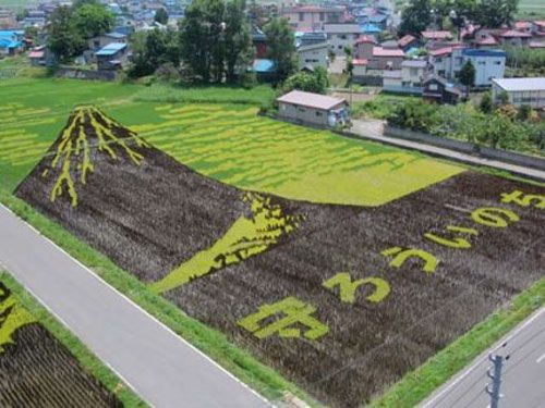 japanese rice pictures