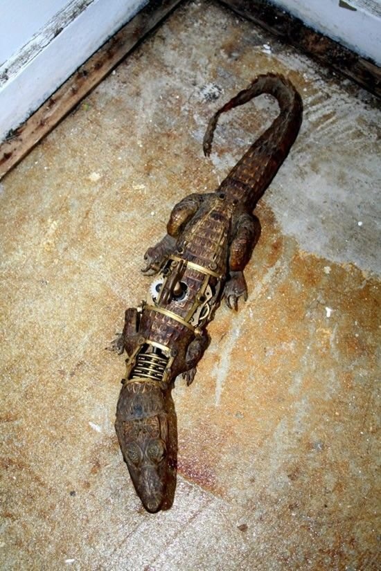 Mechanical taxidermy