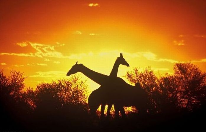 silhouette photography