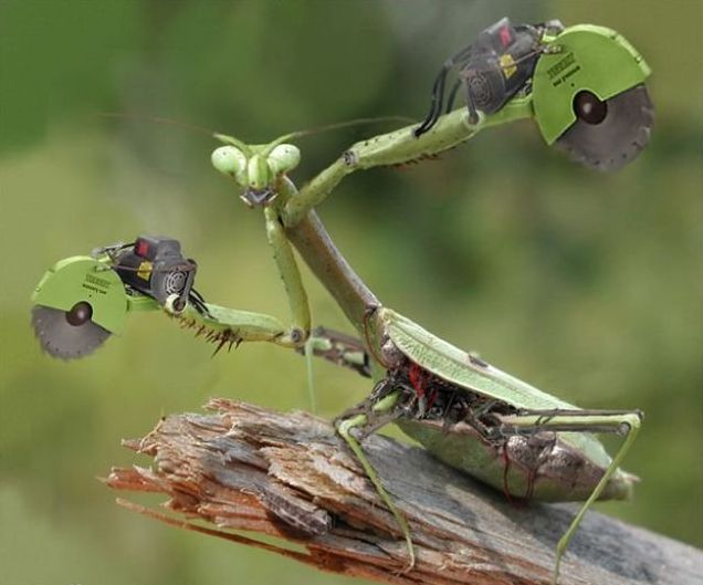 cyborg animal and insect