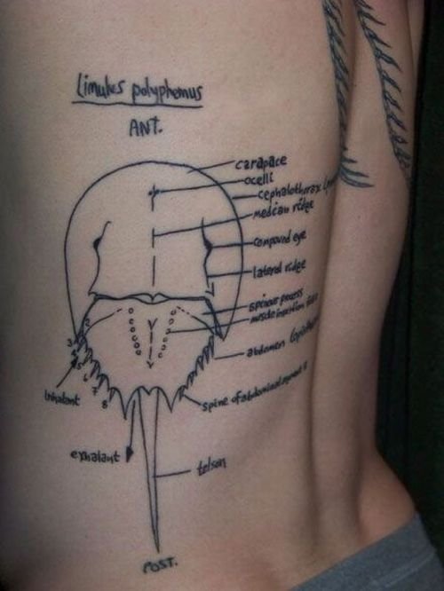 scientific tattoo