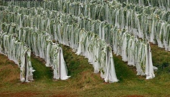 repetitious photo art