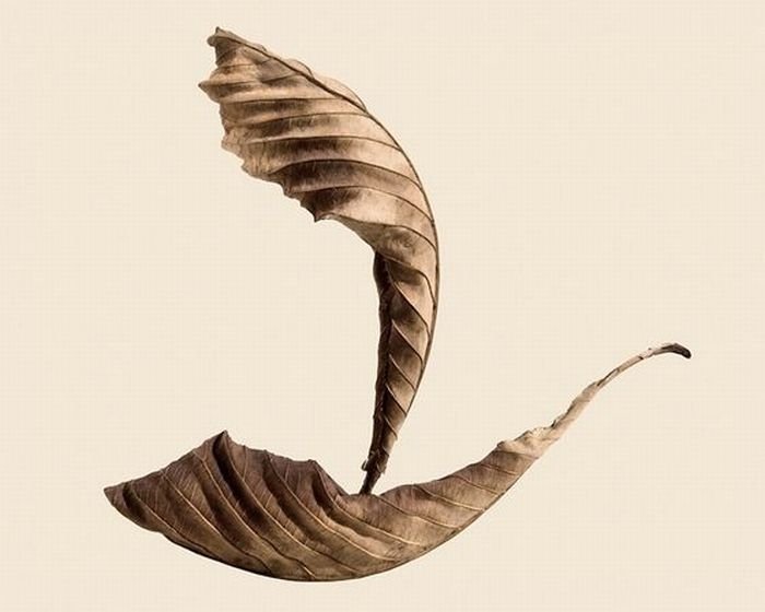 dry leaves art