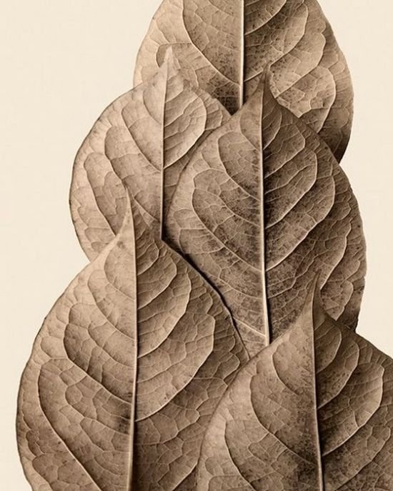 dry leaves art