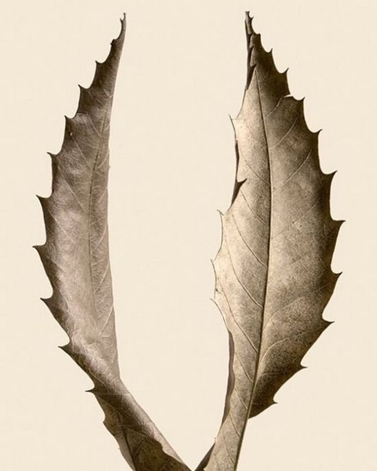 dry leaves art