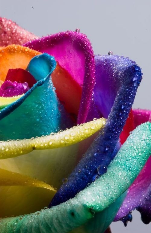 colorful flower photo