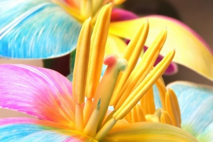 colorful flower photo