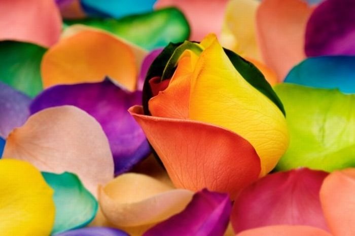 colorful flower photo