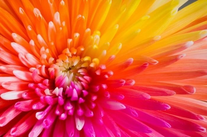 colorful flower photo