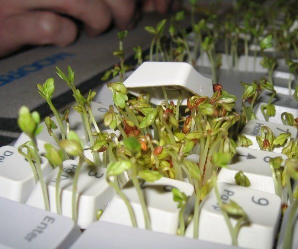 cress in keyboard