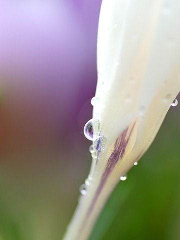 Flower photographs by Tatyana Makushina