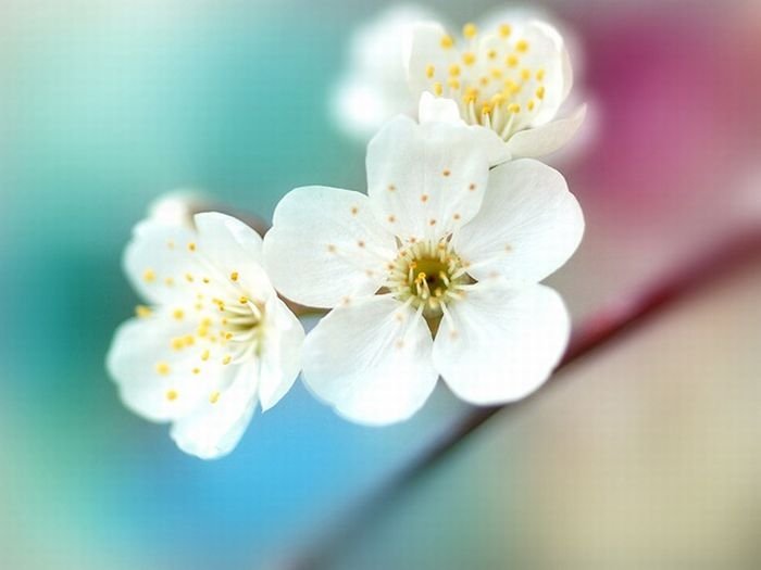 Flower photographs by Tatyana Makushina