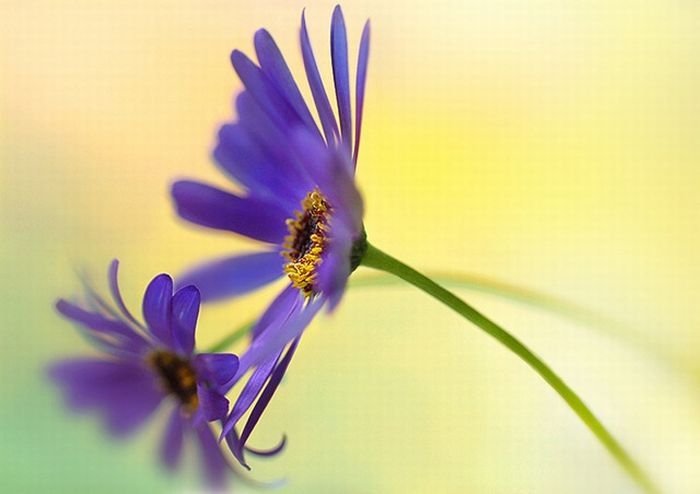 Flower photographs by Tatyana Makushina