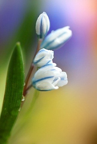 Flower photographs by Tatyana Makushina