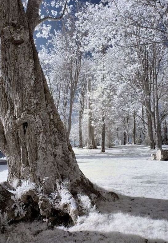 Infrared photography by Jeffrey Klassen