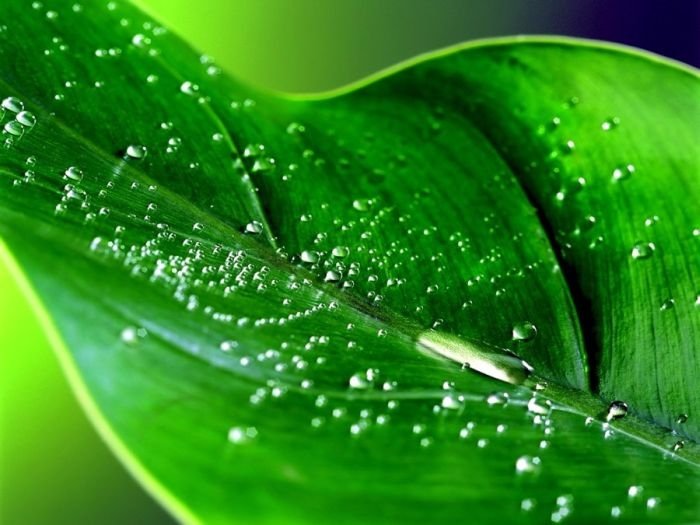 dew photography