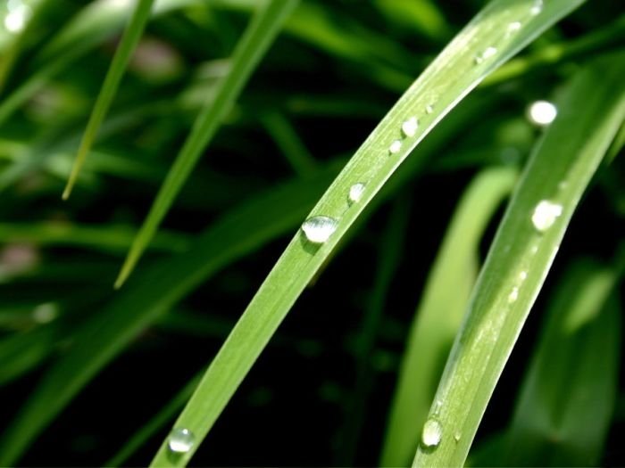 dew photography