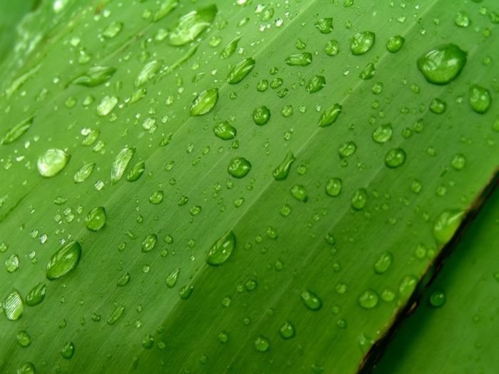 dew photography