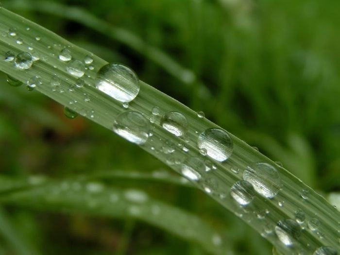 dew photography