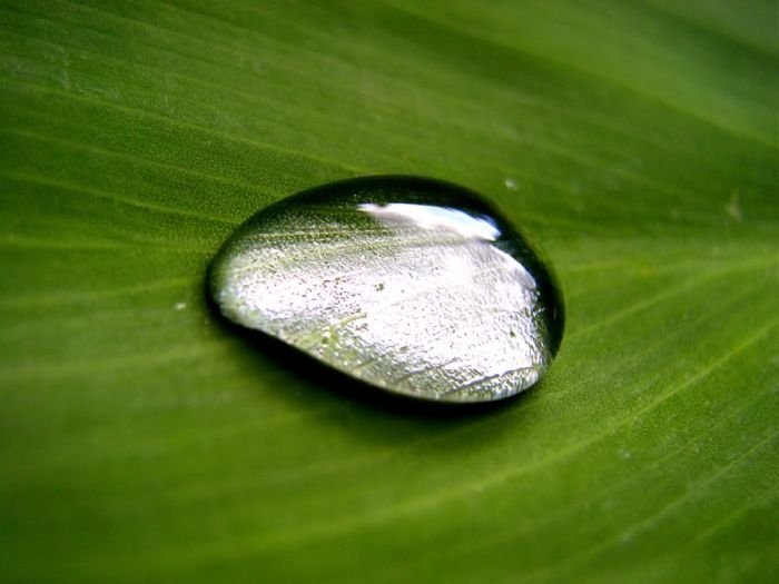 dew photography