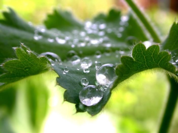 dew photography